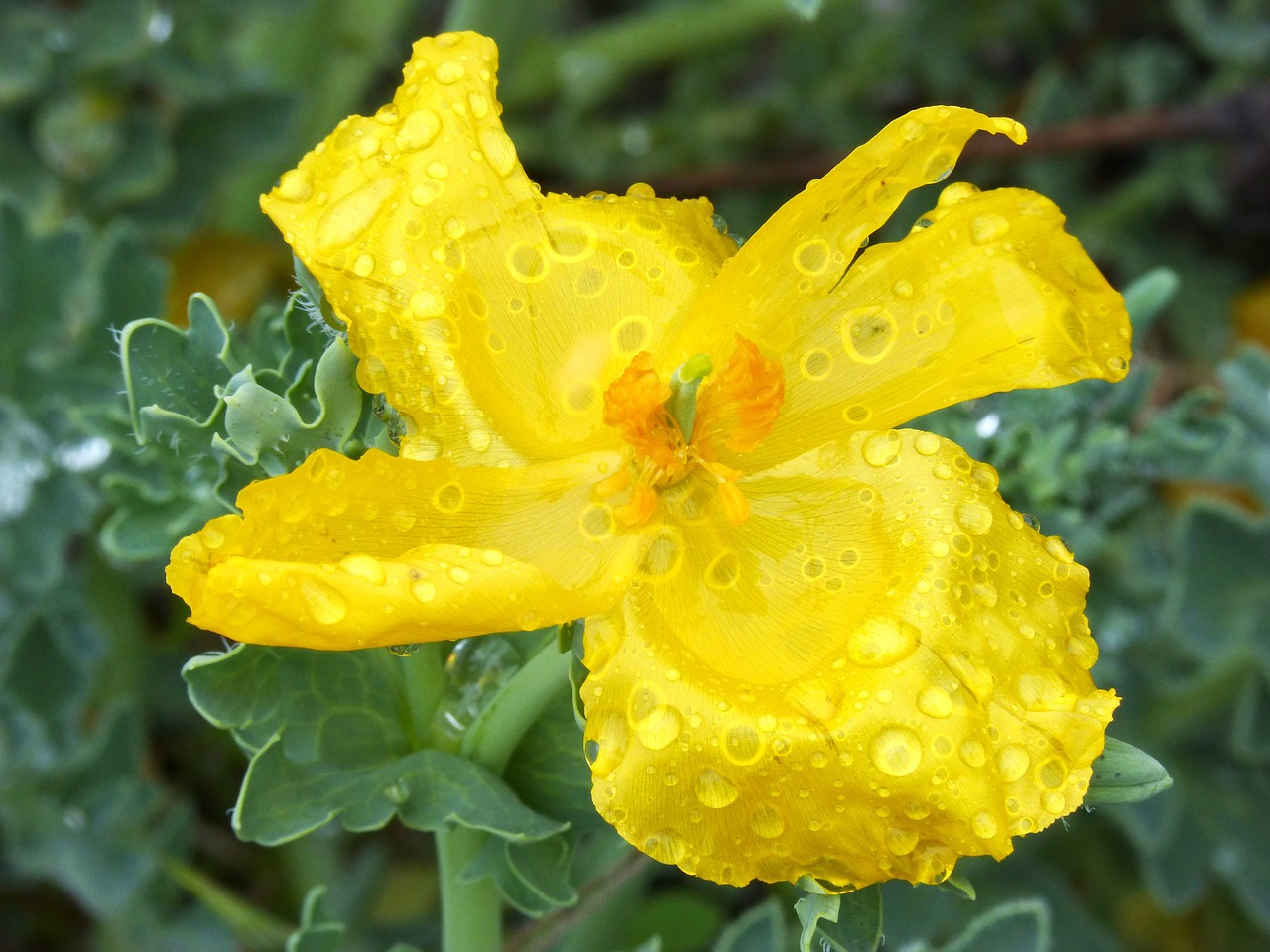 glaucium flavum yellow poppy drops free photo