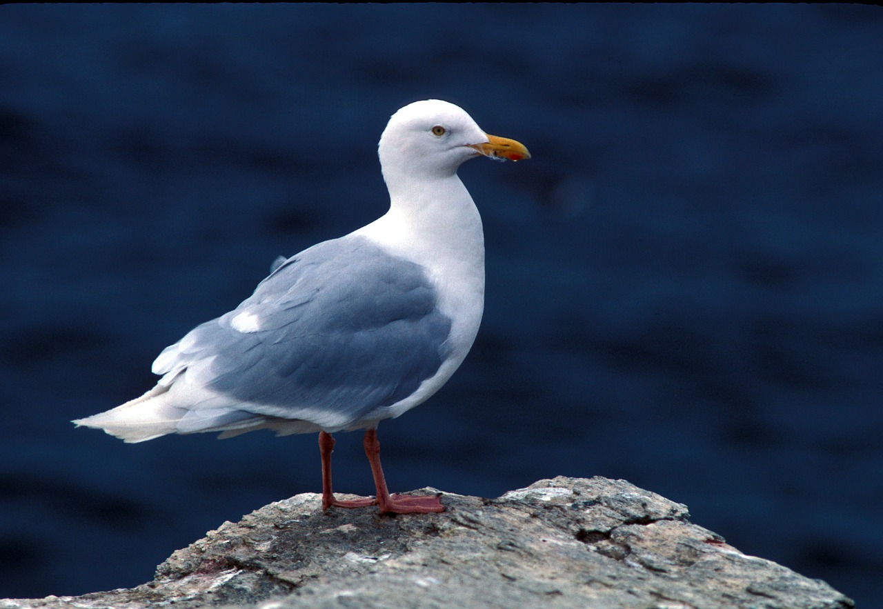 glaucous gull sea gull seabird free photo
