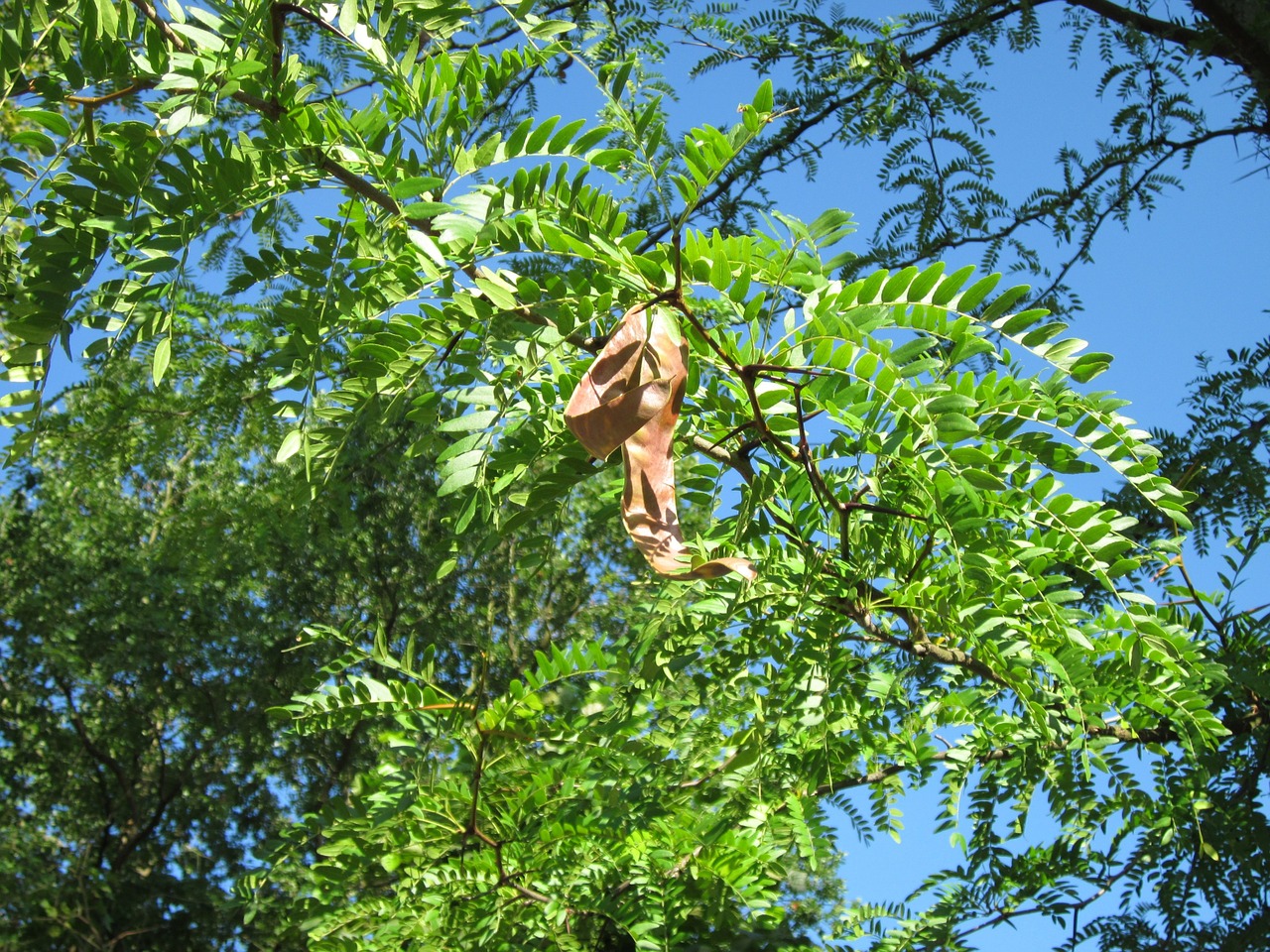 gledicia locust tree free photo