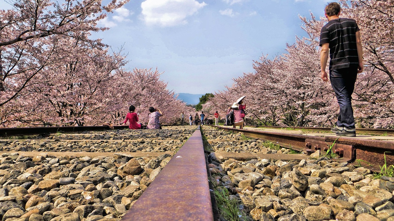 gleise japan cherry blossoms free photo