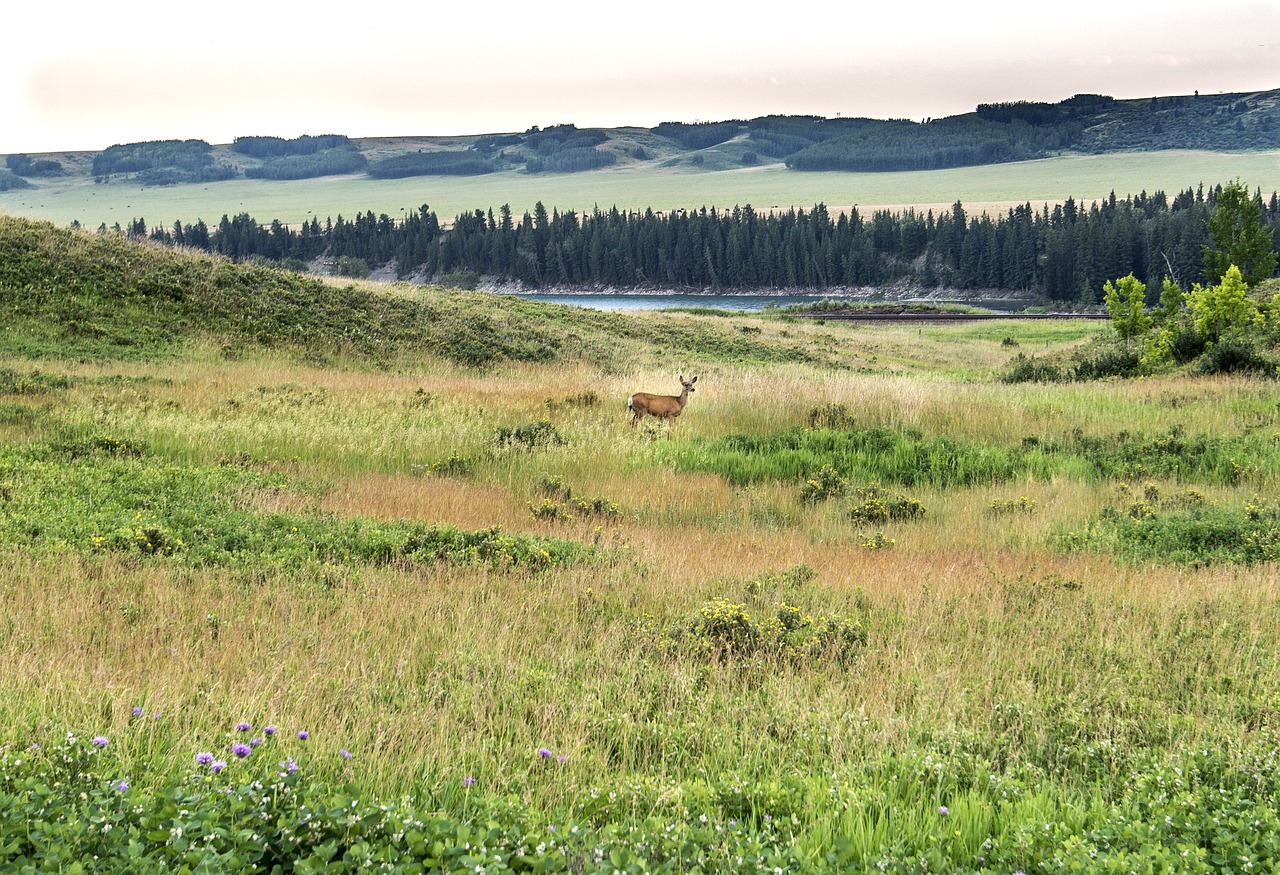 glenbow ranch provincial park deer park free photo