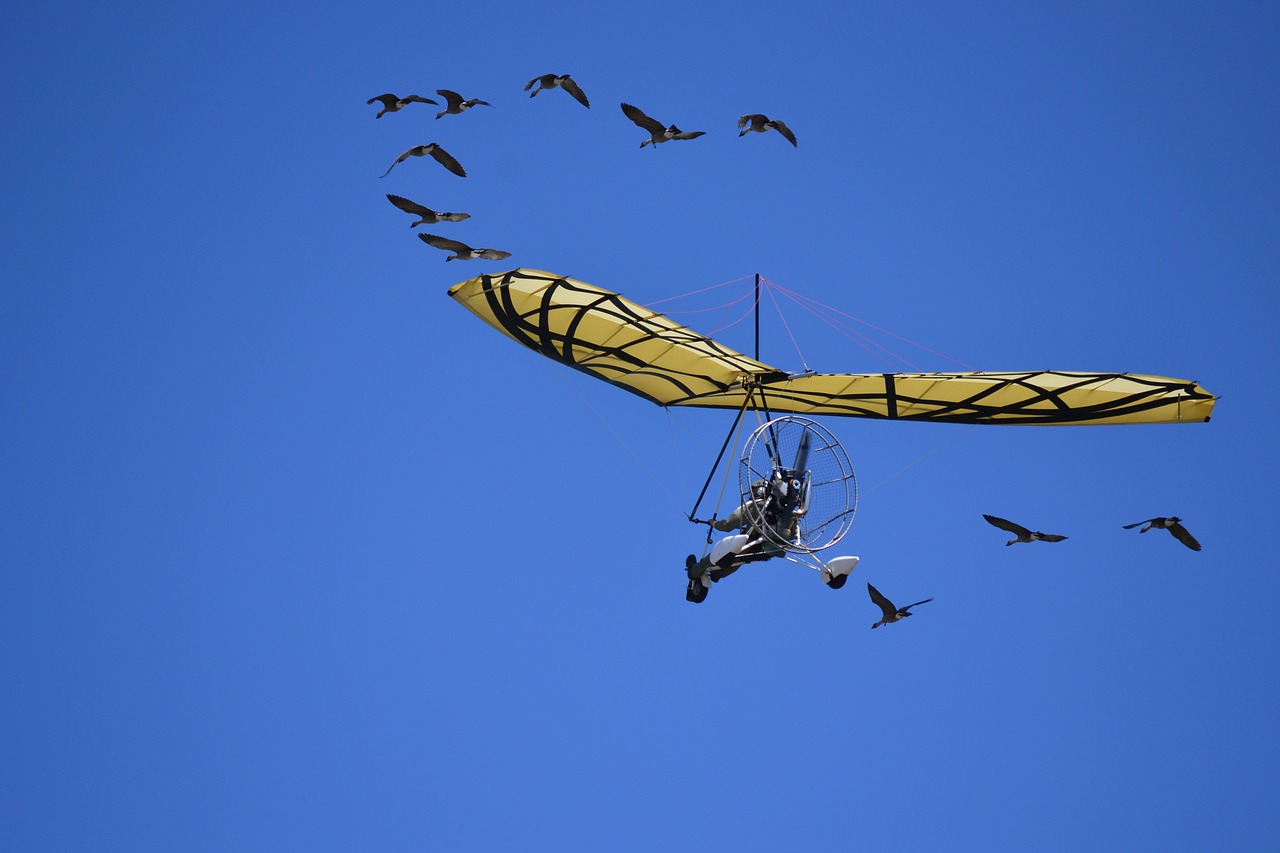 glider geese sky free photo