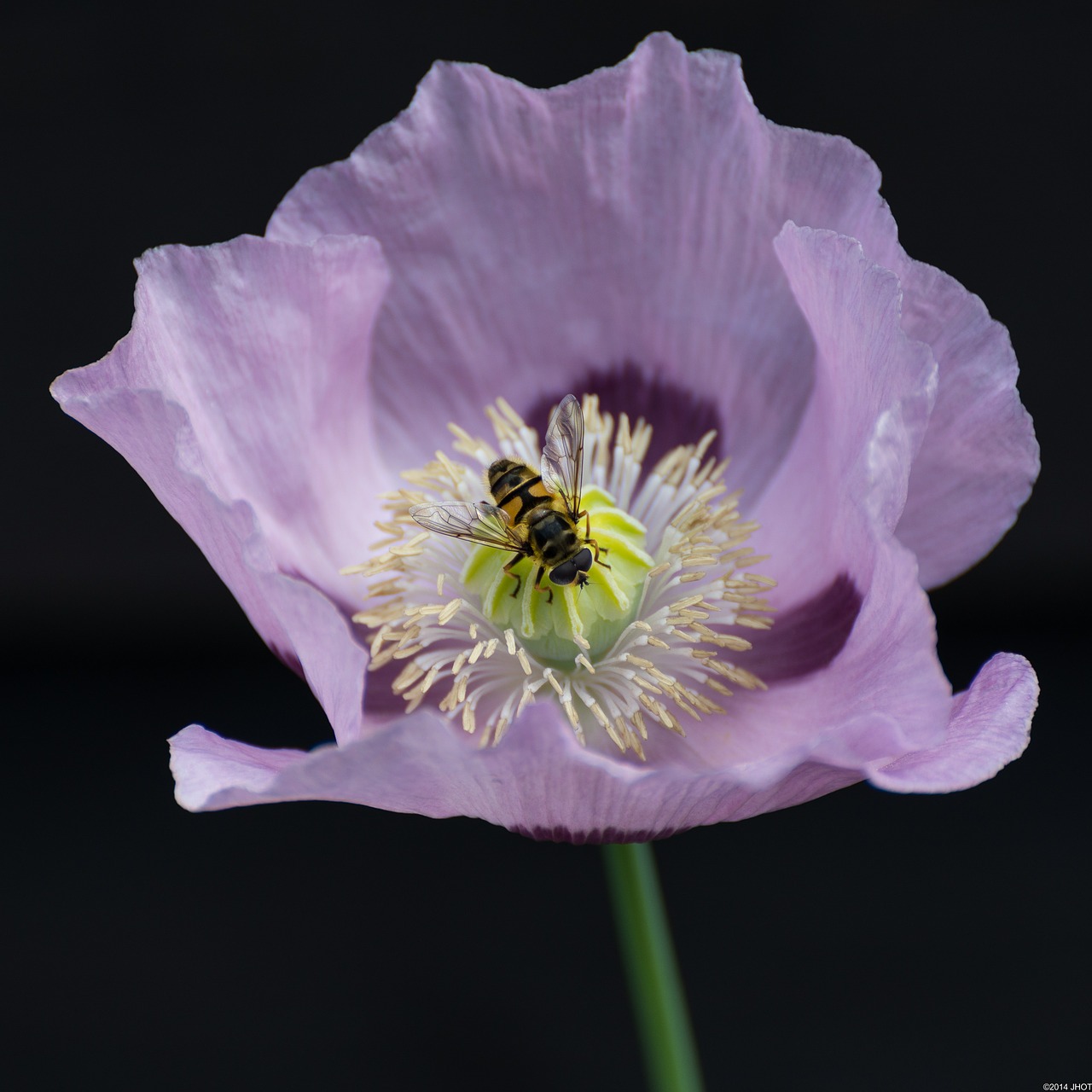 gliding insects flowers free photo