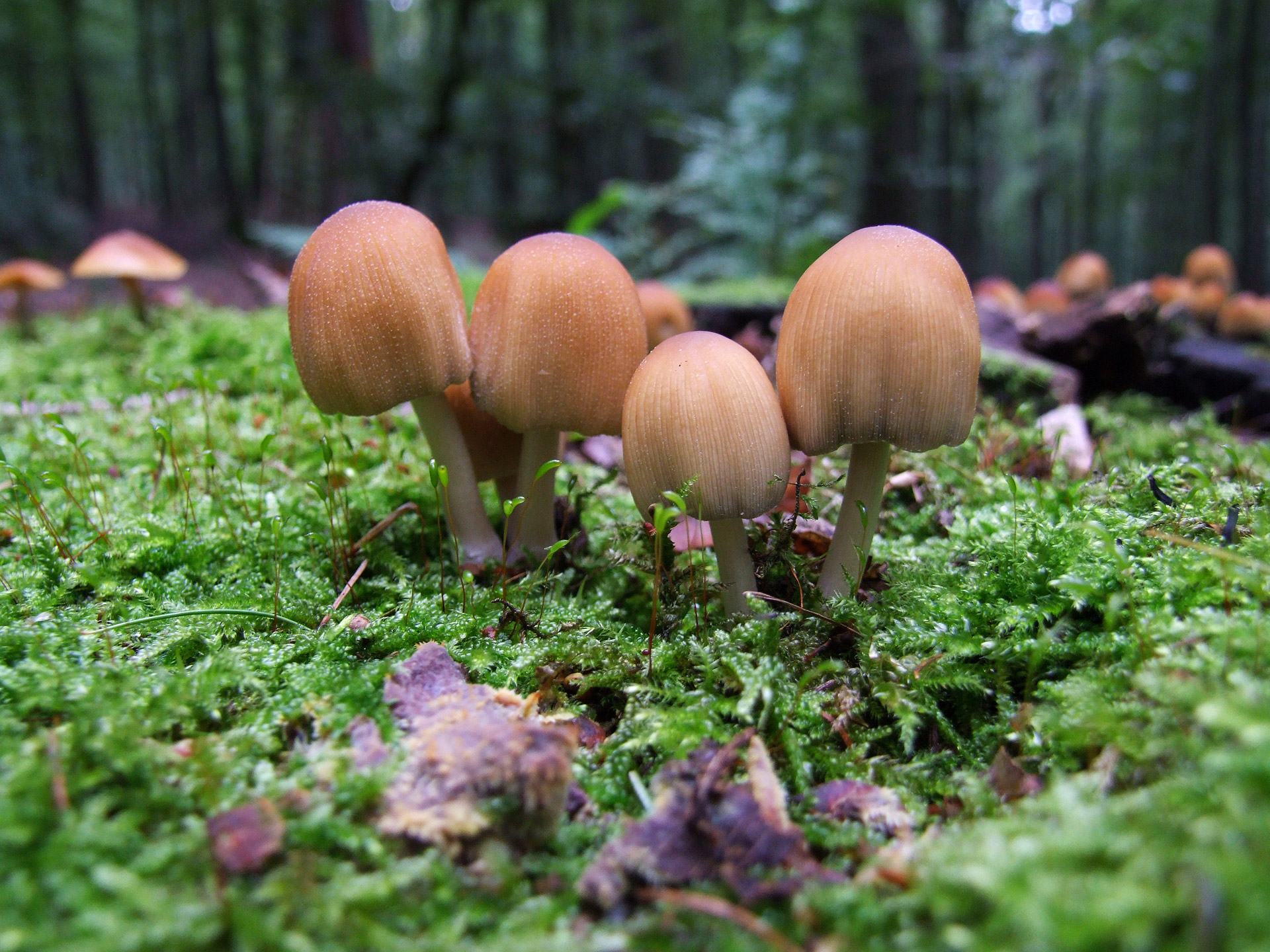 mushroom forest moss free photo