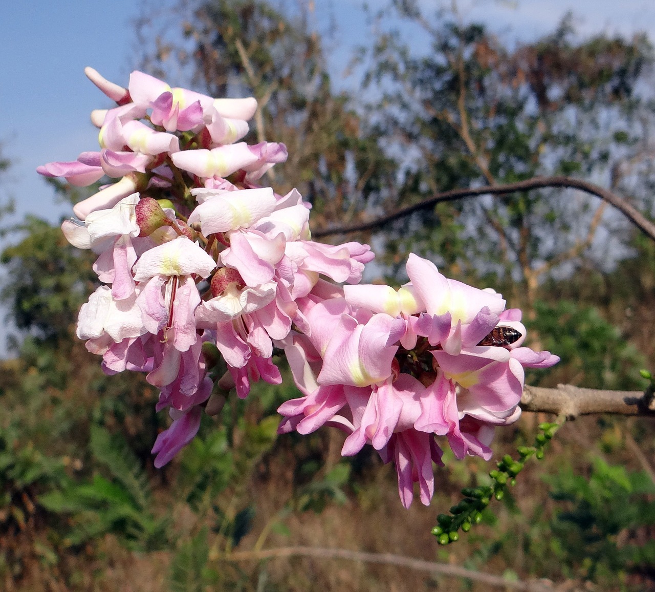gliricidia sepium mexican lilac bee free photo