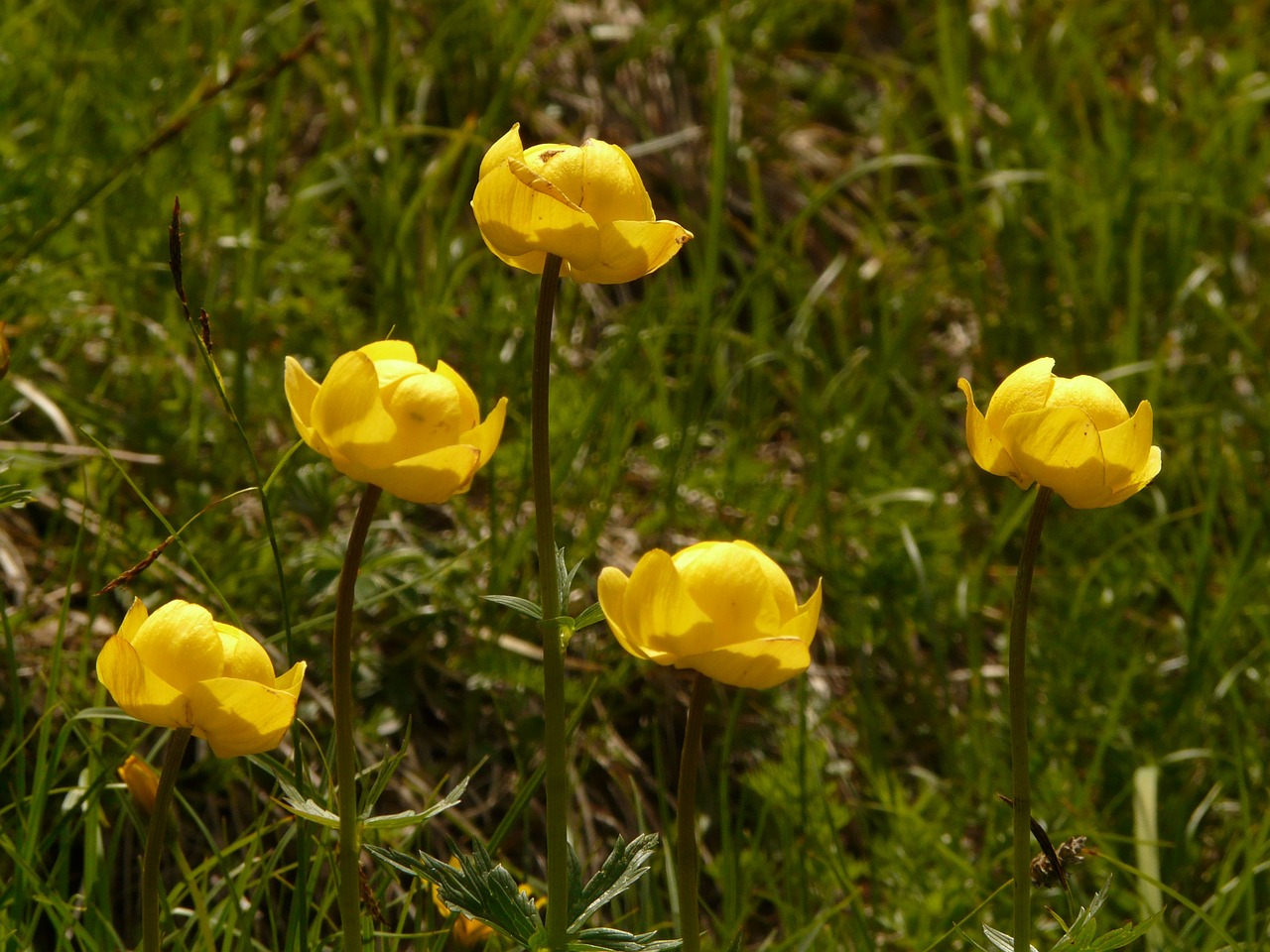 globe flower hahnenfußgewächs alpine flower free photo