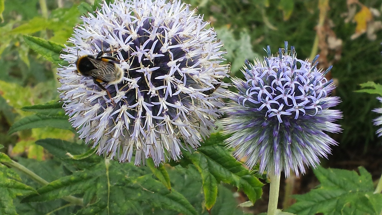 globe thistle bee flower free photo