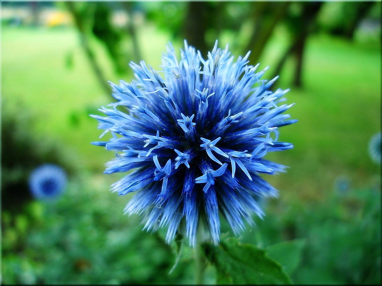 globe thistle blue garden free photo