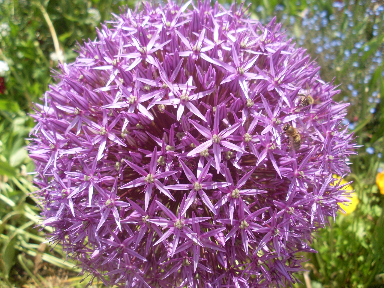 globule  purple  allium free photo