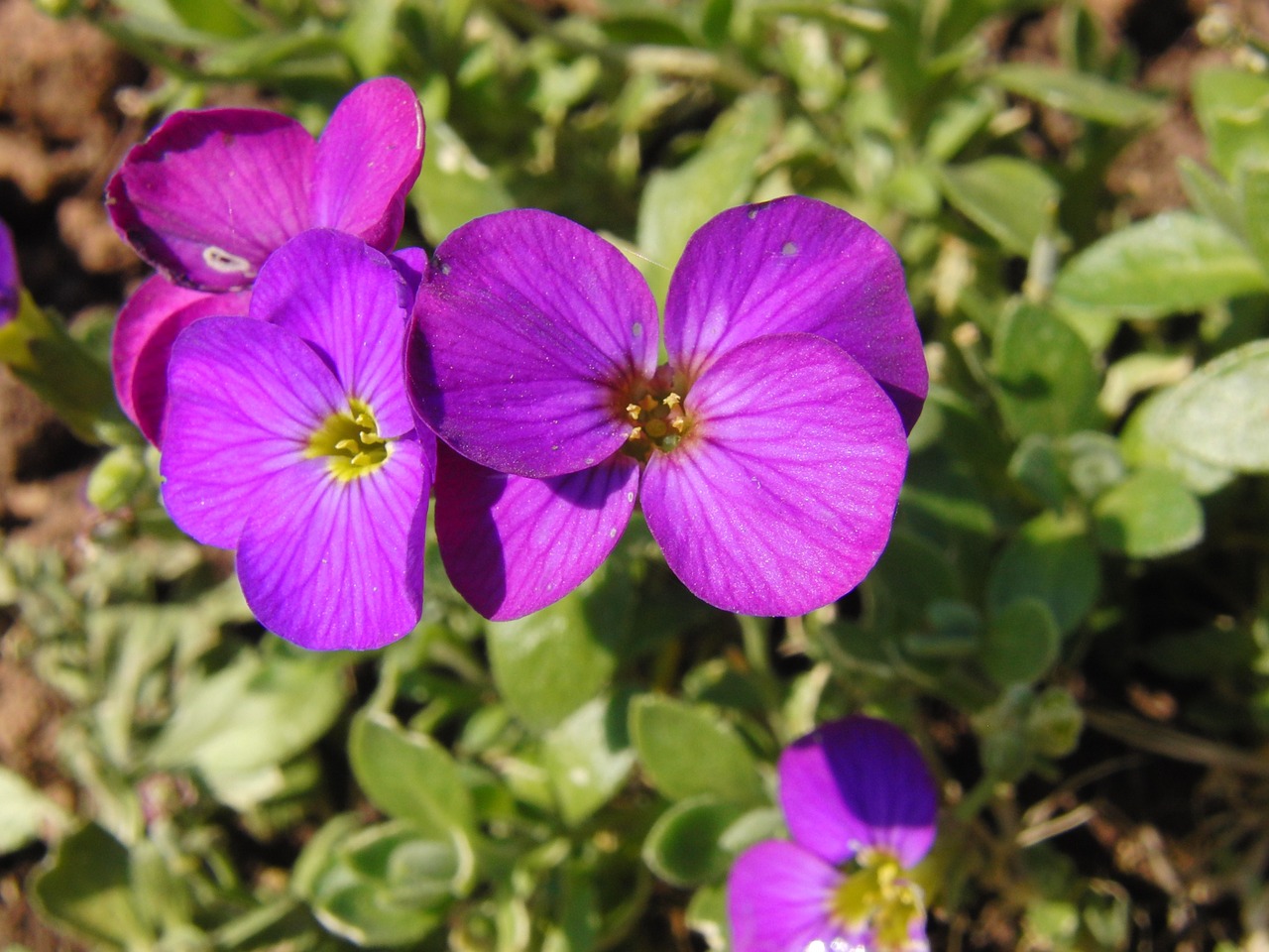 glockenbume flower blossom free photo