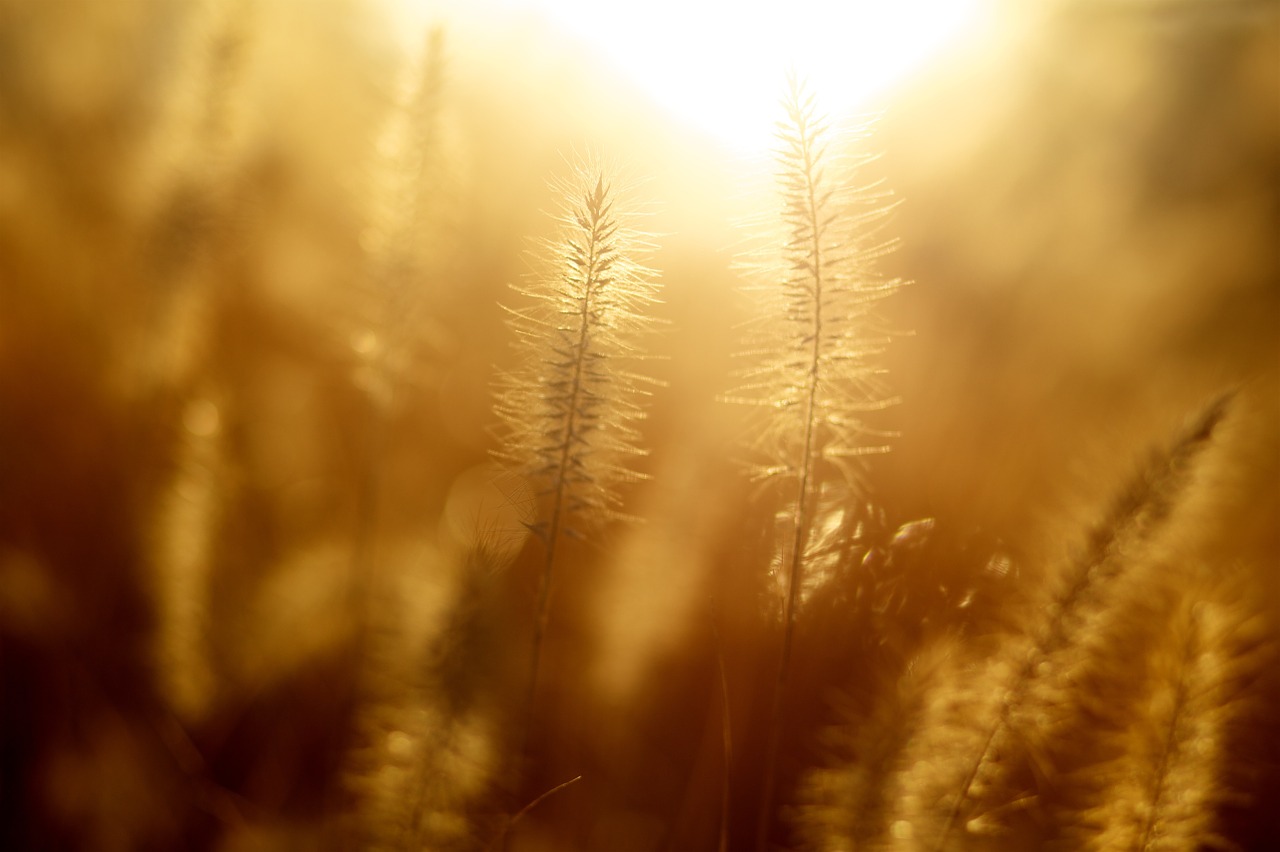 gloden grass outdoors free photo