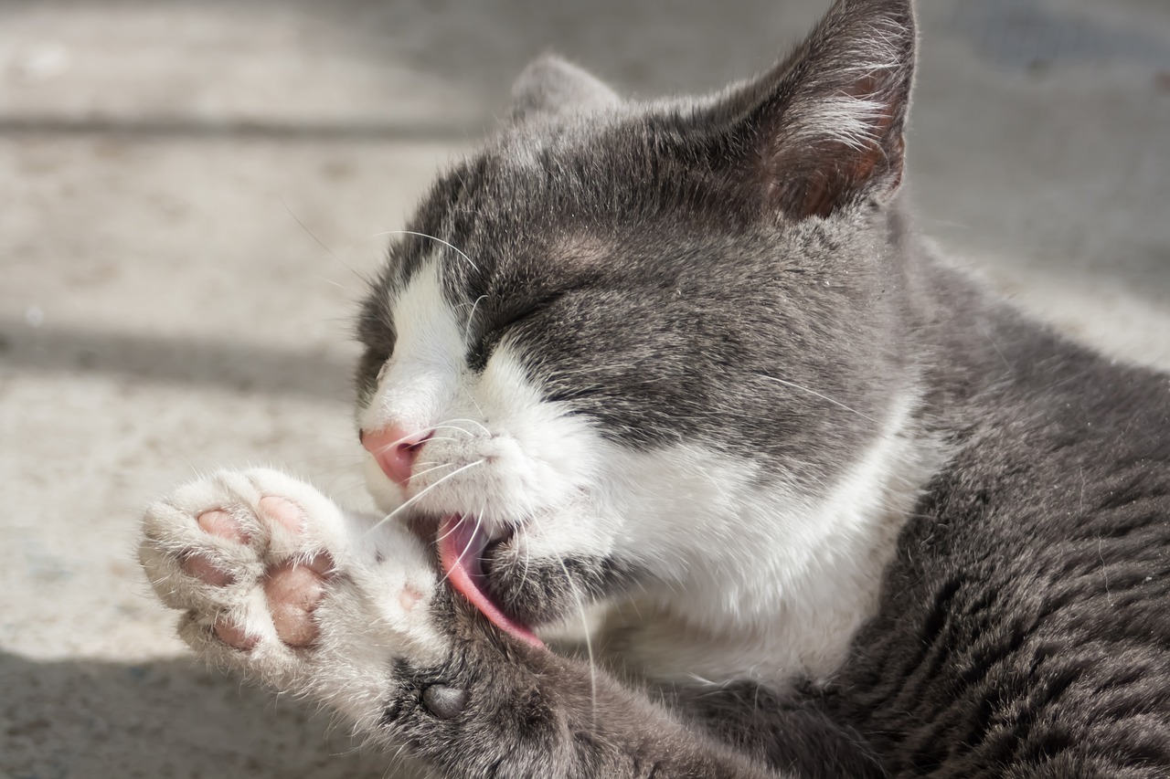 glooming  cat  licking free photo