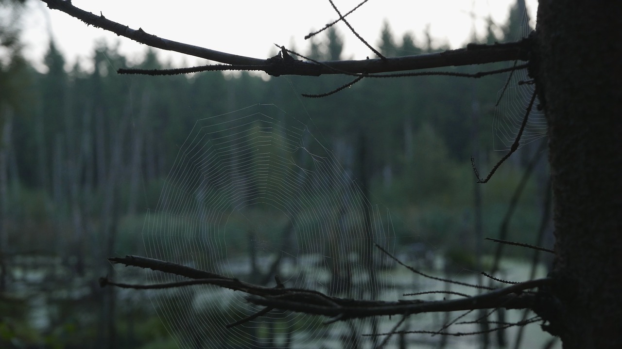 gloomy  spiderweb  lake free photo