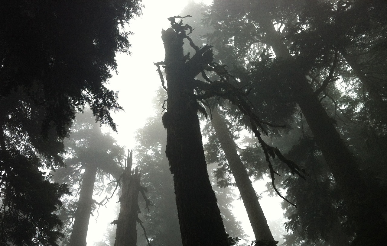 gloomy forest fog free photo