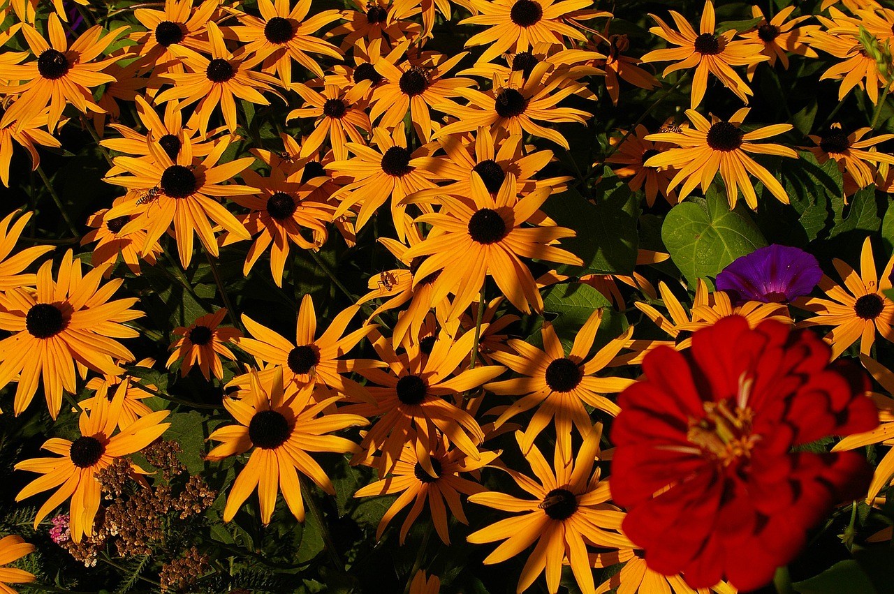gloriosa daisies flowers free photo