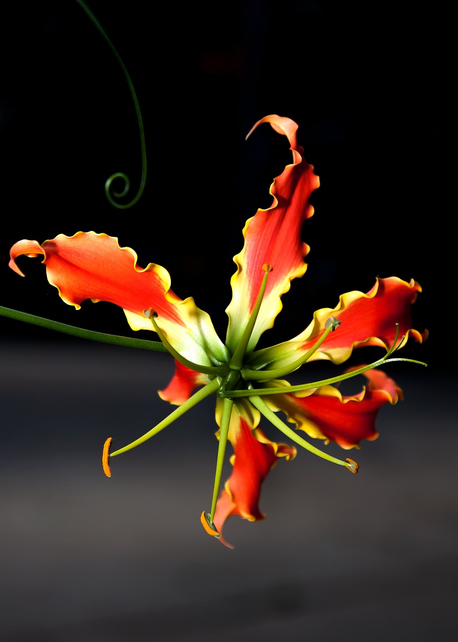 gloriosa flower climber free photo