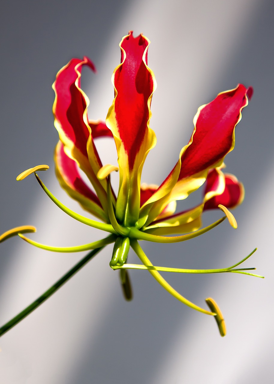 gloriosa flower climber free photo