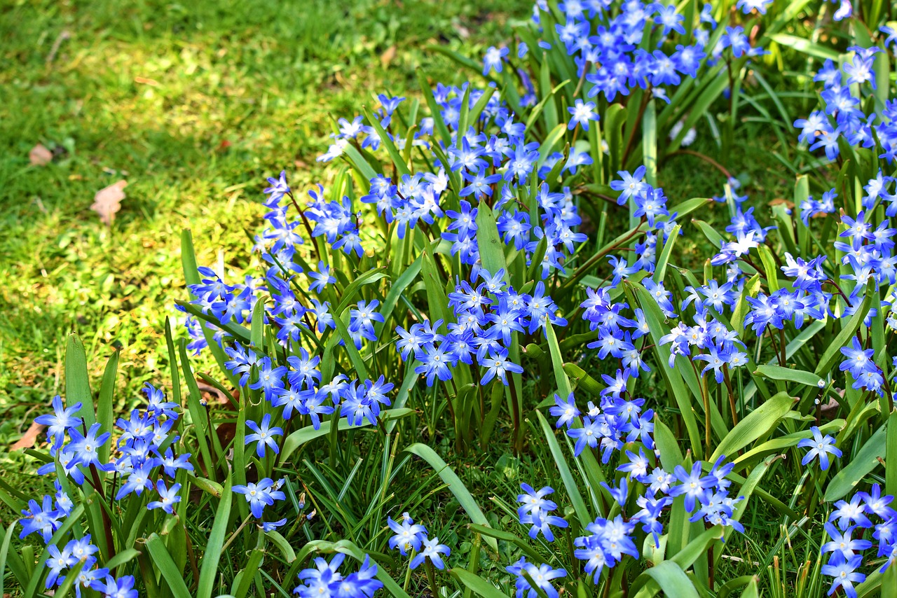 glory of the snow chionodoxa flower free photo