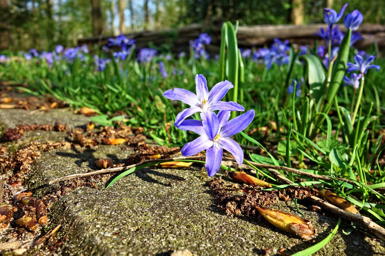 glory-of-the-snow  flower  plant free photo