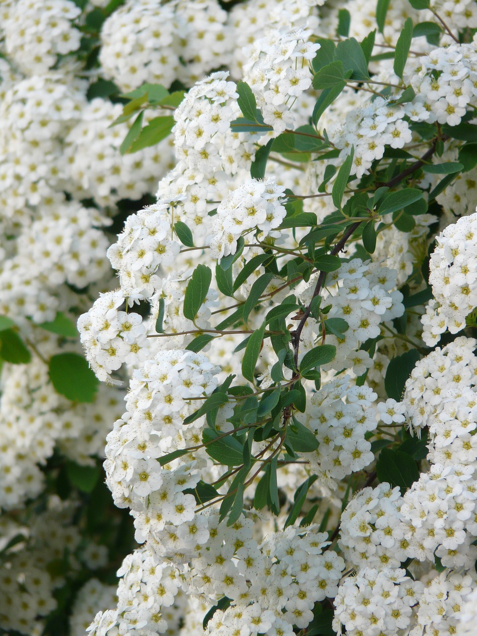 glory spierstrauch flowers white free photo