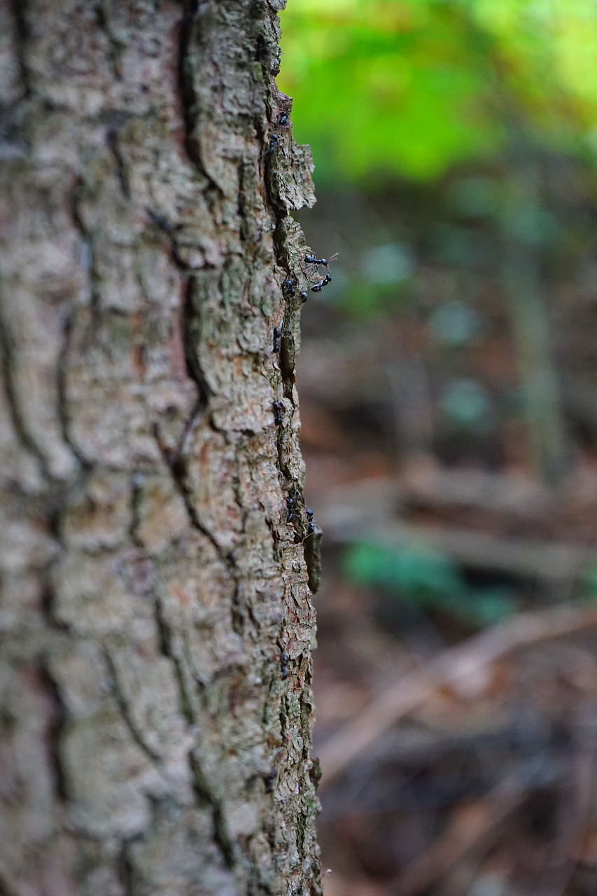 glossy black wood ant ants tree free photo