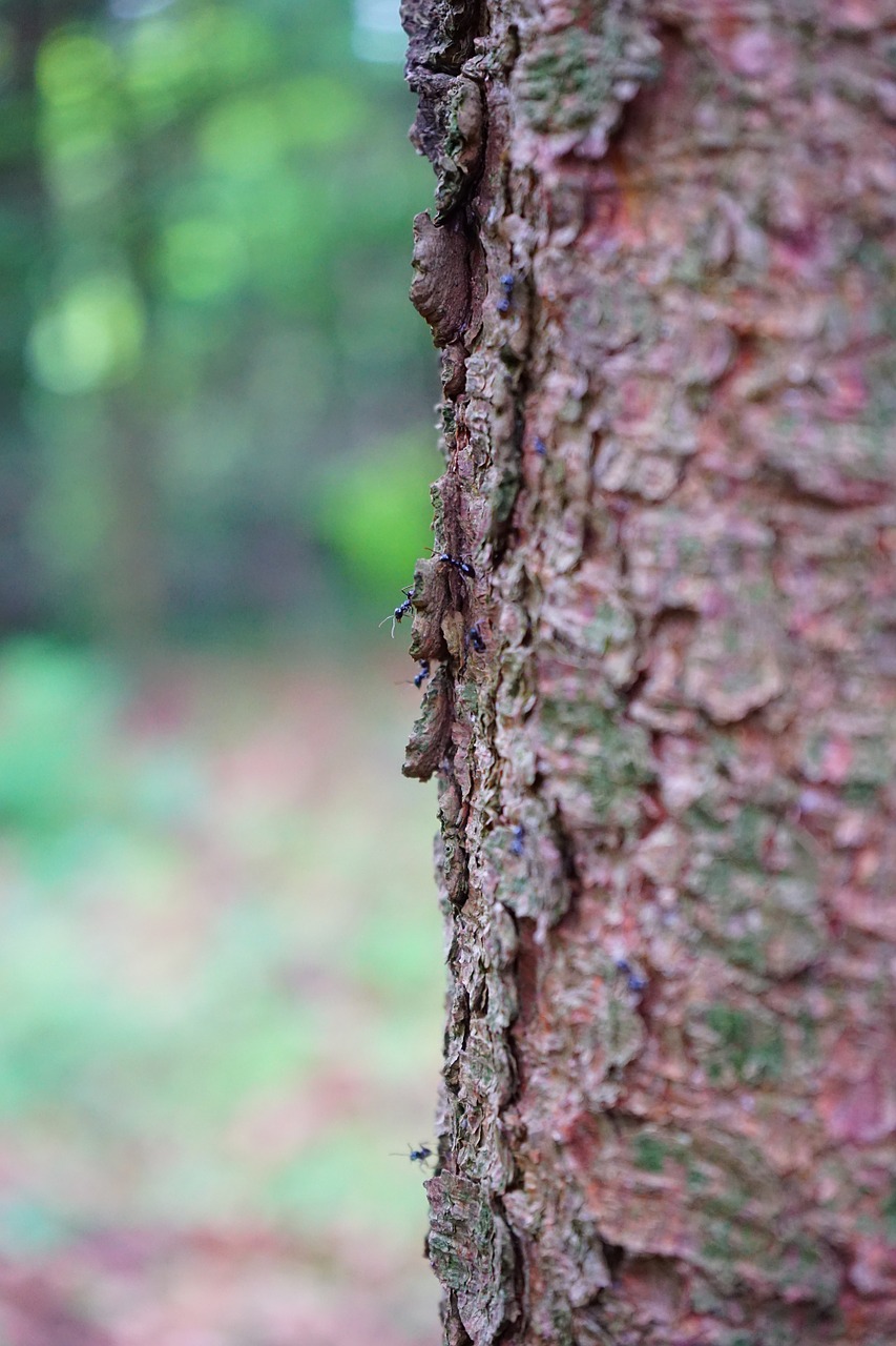 glossy black wood ant ants tree free photo