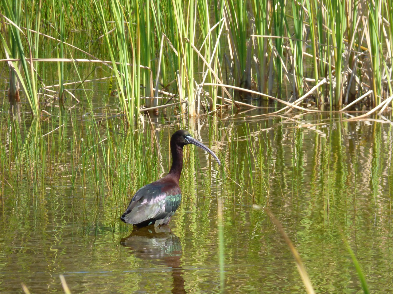 glossy ibis bird aquatic free photo