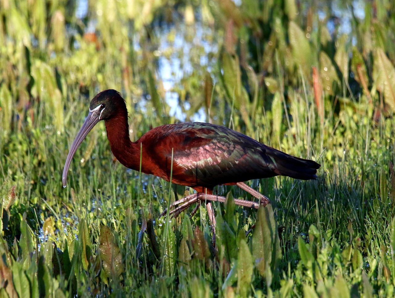 glossy ibis bird wading free photo