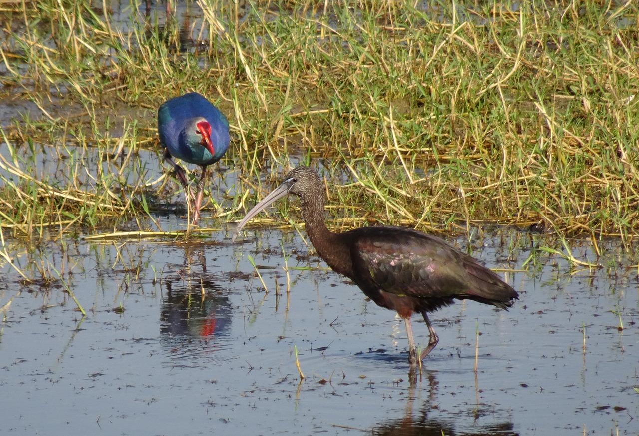 glossy ibis wader plegadis falcinellus free photo