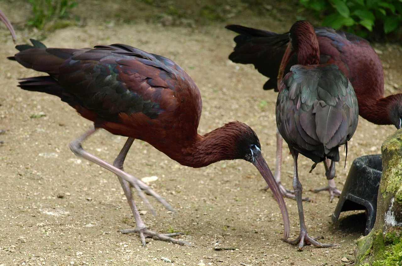 glossy ibis bird bill free photo