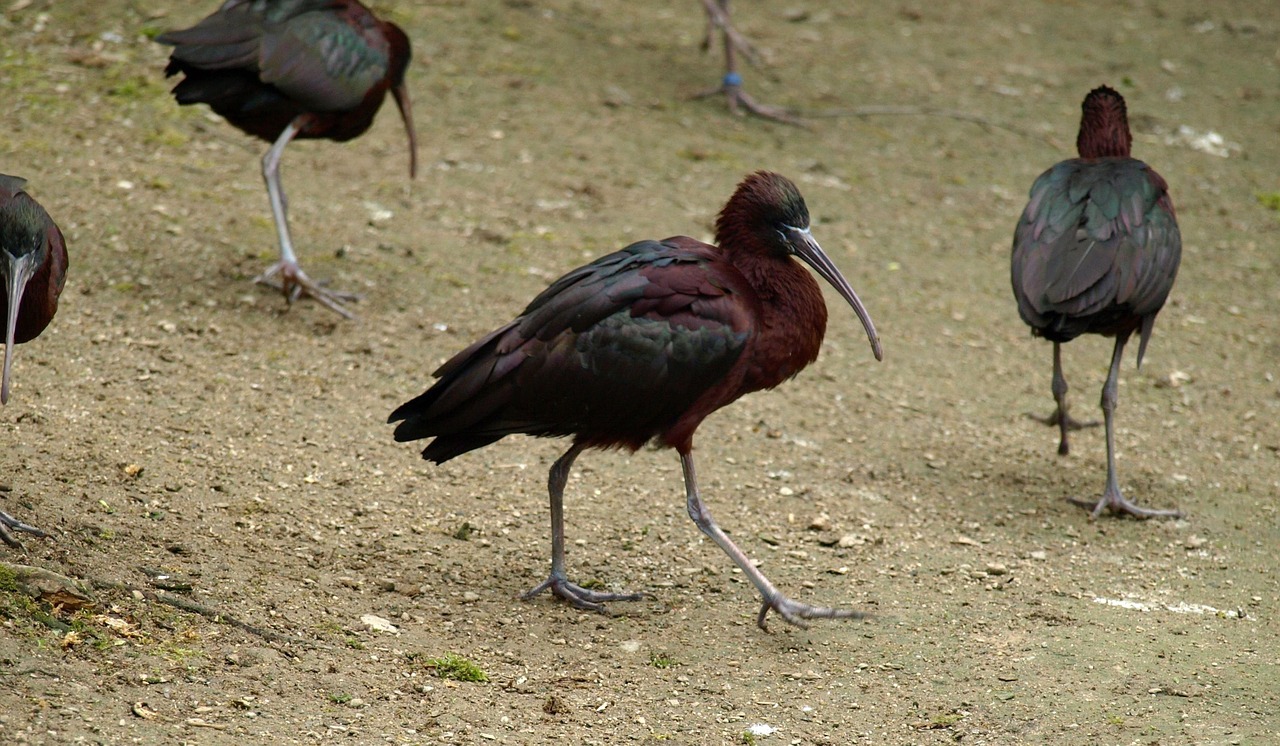 glossy ibis bird bill free photo