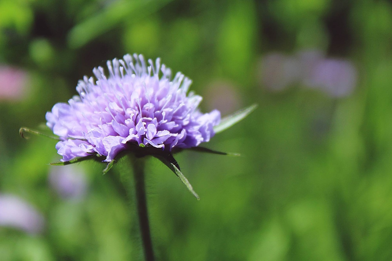 glossy scabious pincushion flower kardengewaechs free photo
