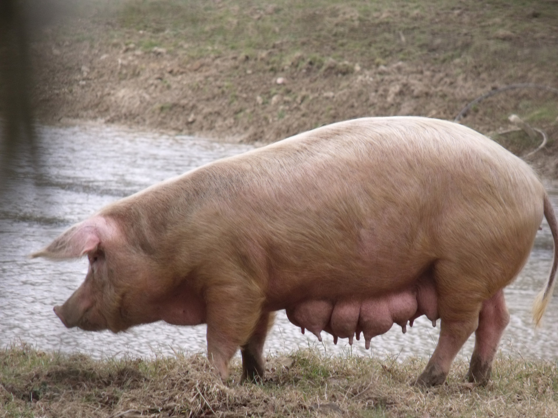 gloucester old spot sow old spot sow gloucester old spot sow free photo