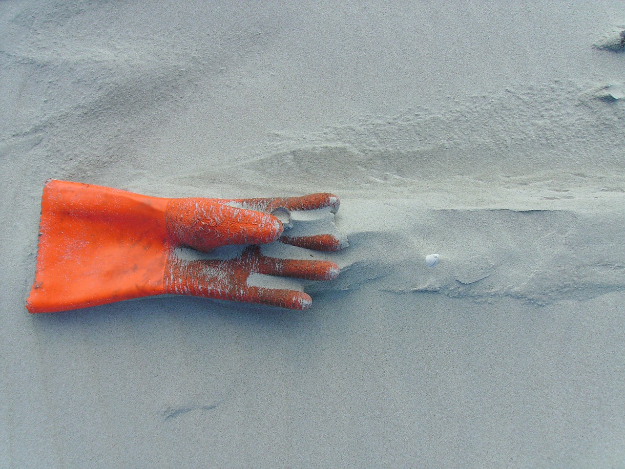 glove flotsam beach free photo
