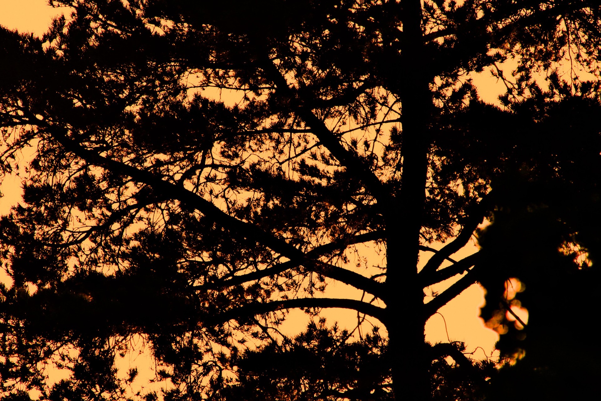 tree sky glow free photo