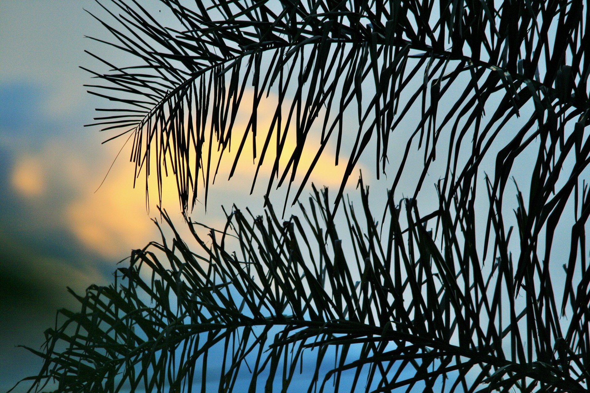 palm sky cloud free photo