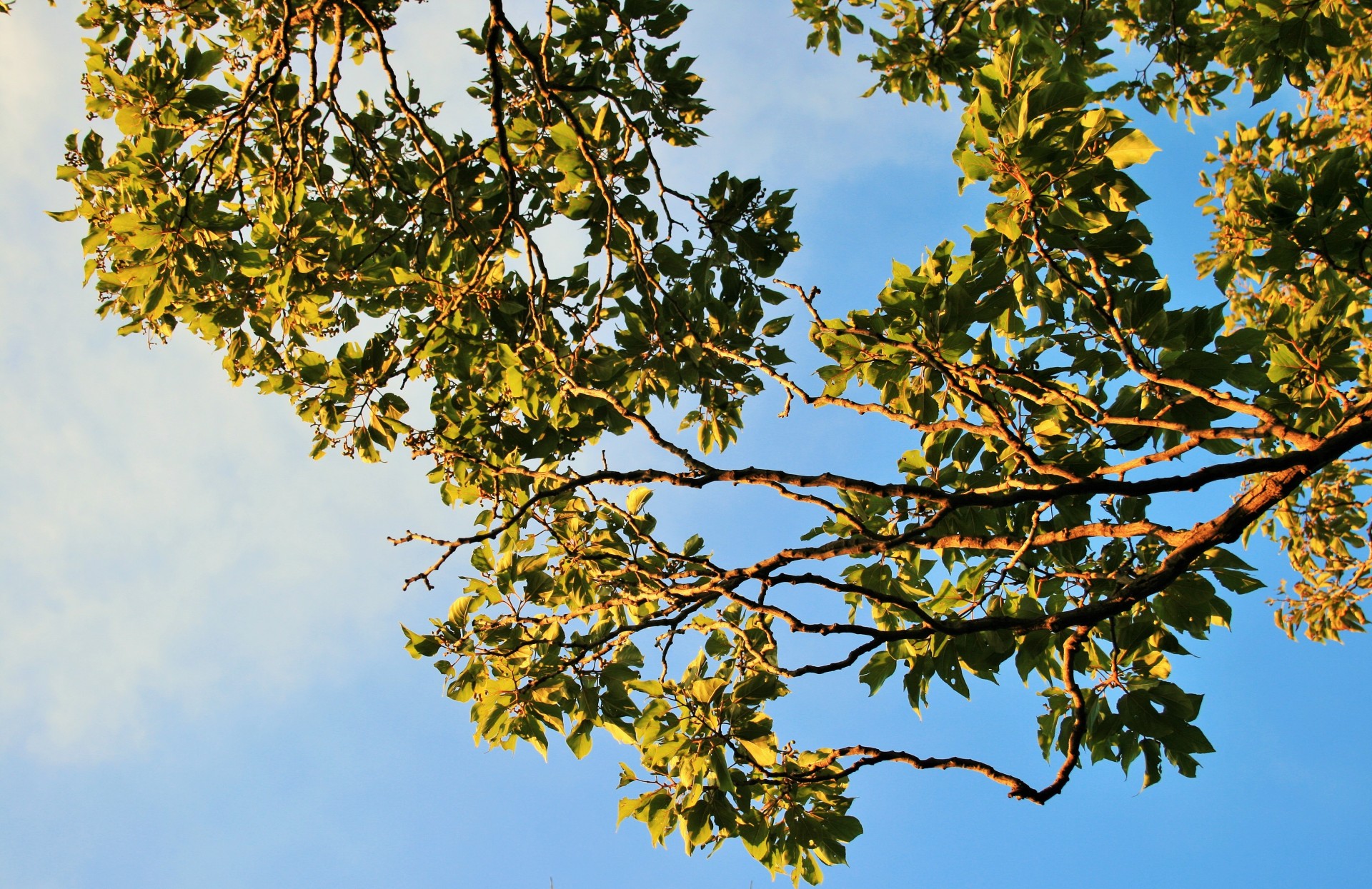 tree branches leaves free photo