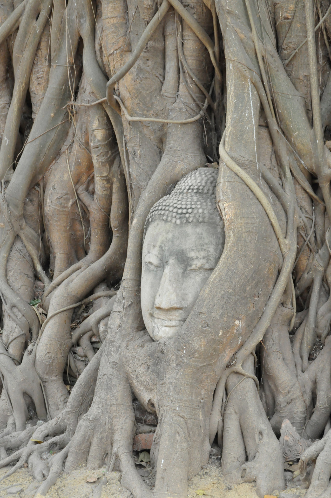 buddha thailand tree free photo