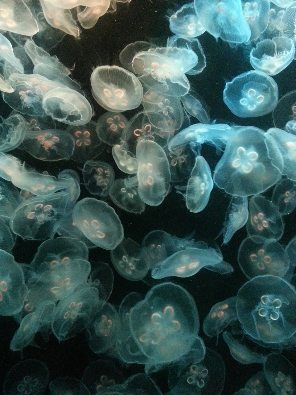 glowing jellyfish jelly fish free photo