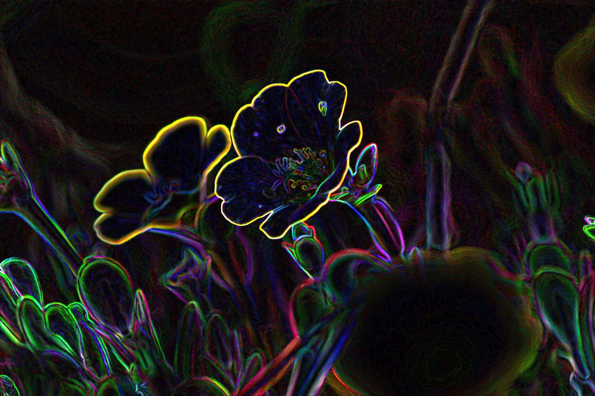 glowing edges flowers photoshop glowing free photo