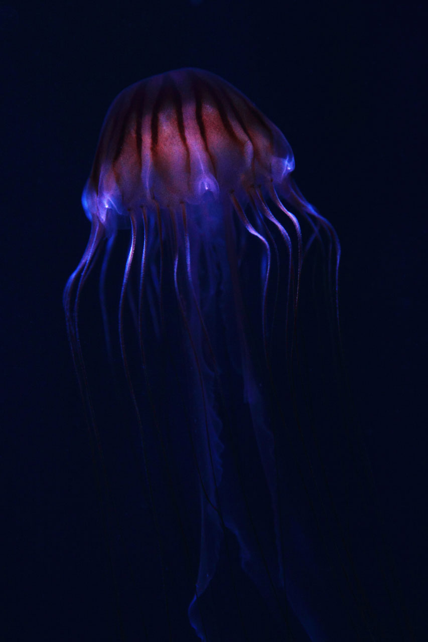 animal blue purple free photo