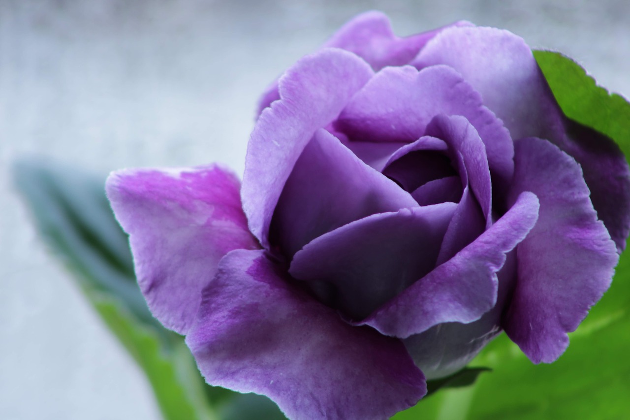 gloxinia  purple  violet free photo