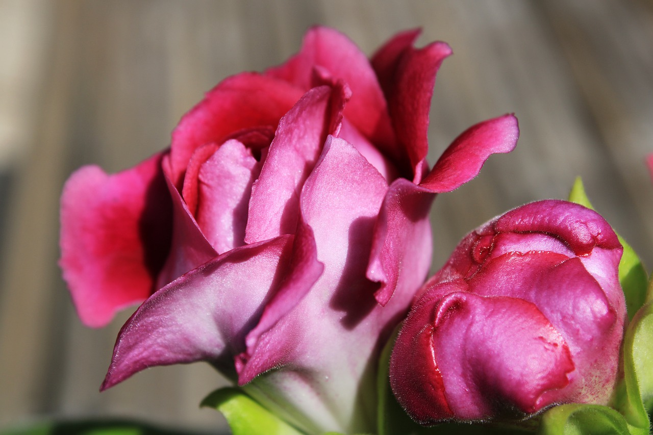 gloxinia  purple  pink free photo