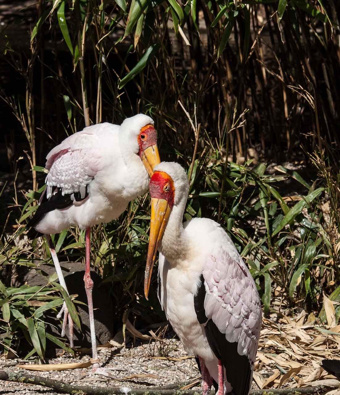 glutton  animal  eastern free photo