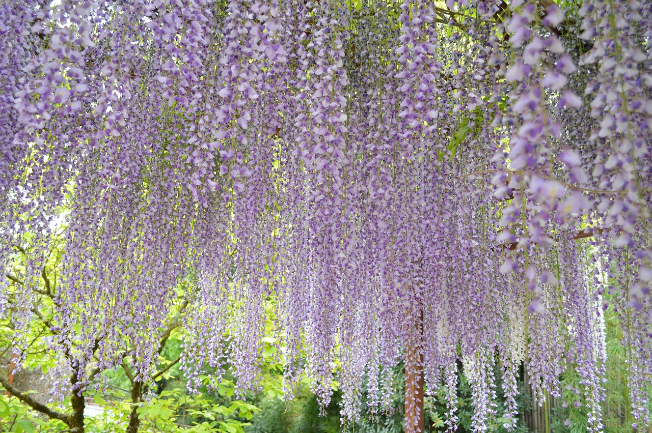 glycine plants flowers free photo