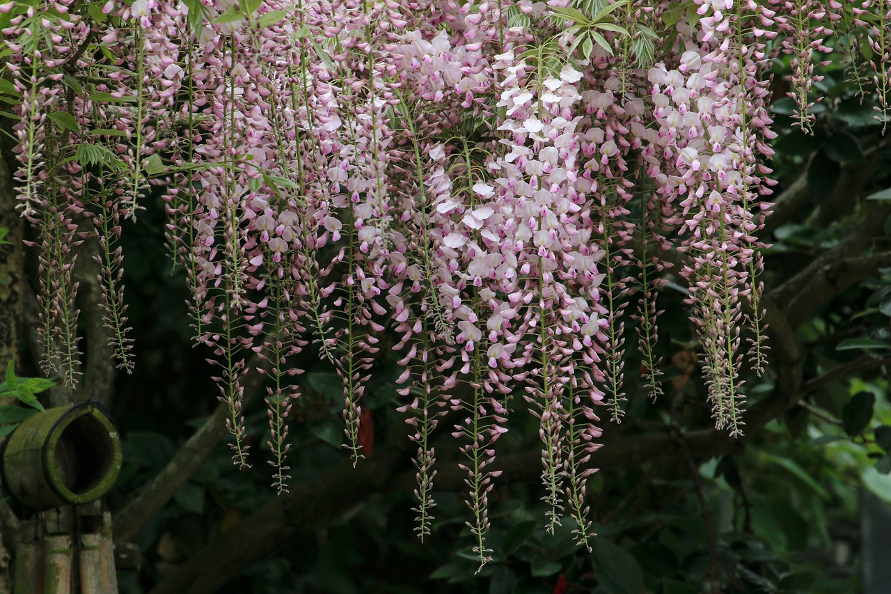 glycine  climbing  creeper free photo