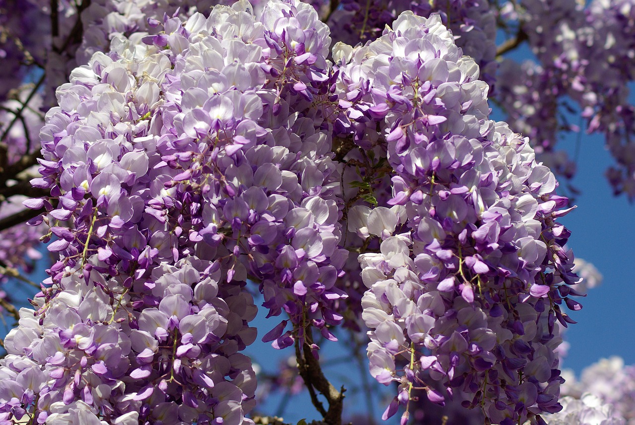glycine flowers purple free photo
