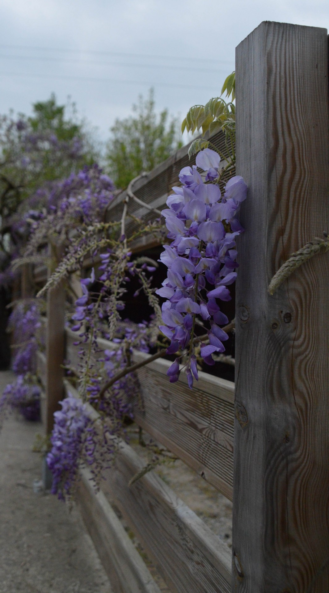 glycine climbing flowers wisteria free photo