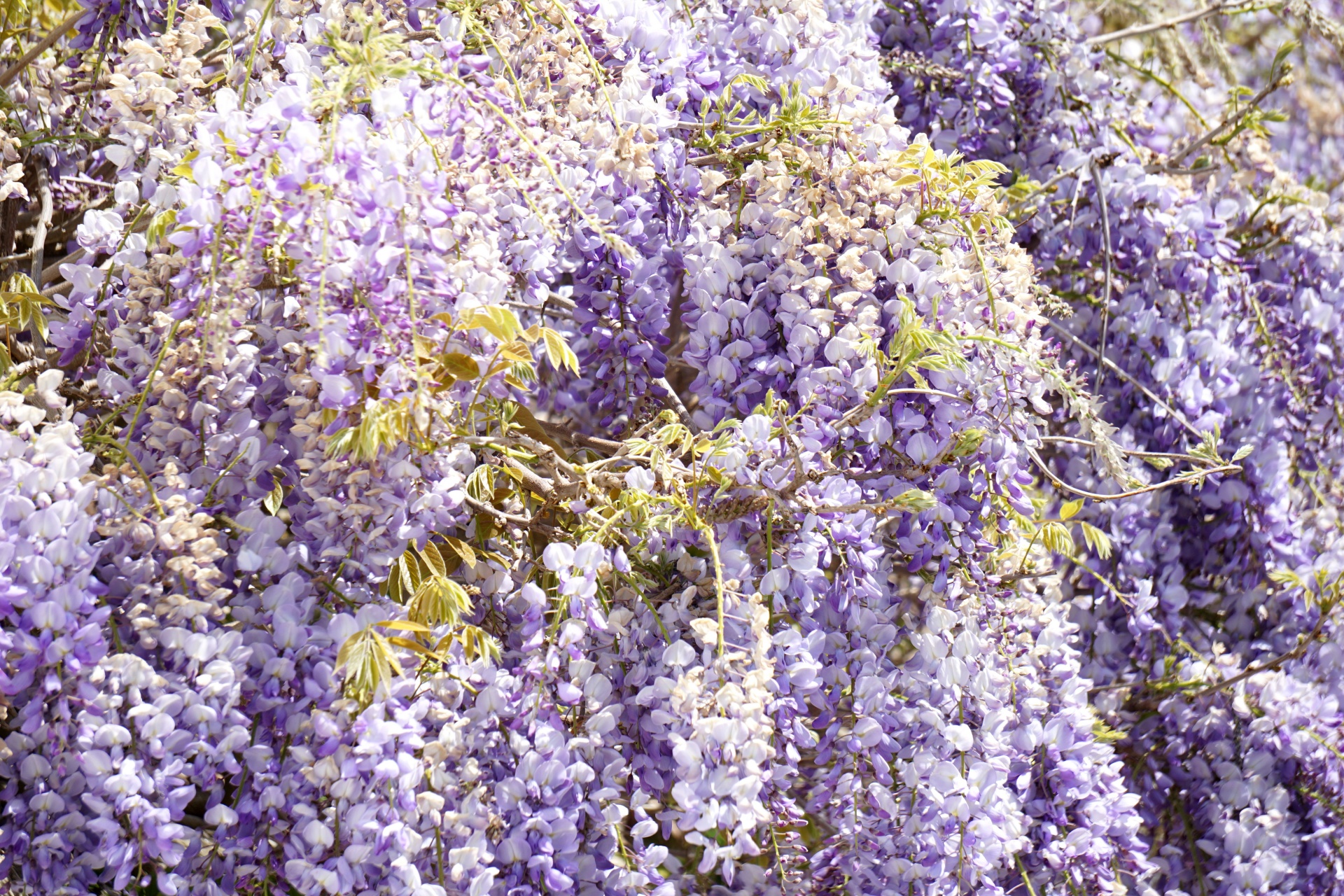floral wisteria flora free photo