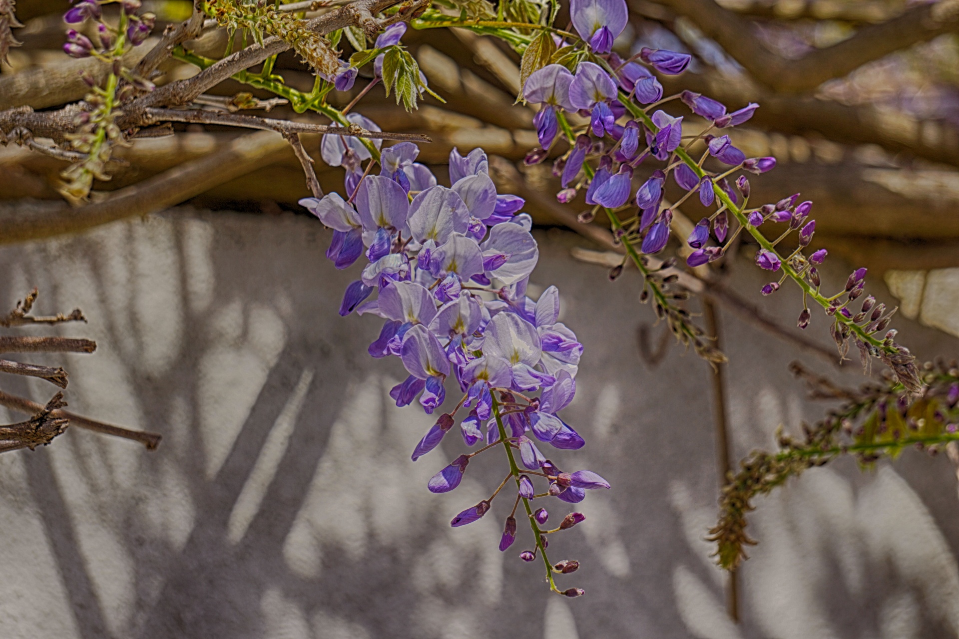 flowers wisteria flora free photo